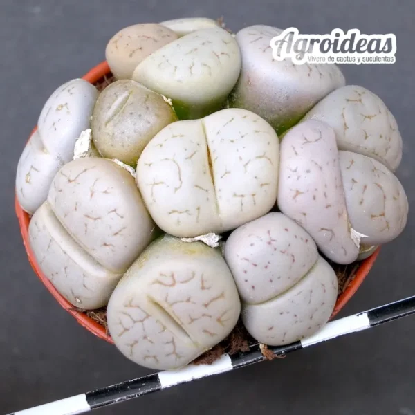 Lithops gracilidelineata C367