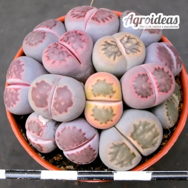 Lithops X salicola "Bacchus"