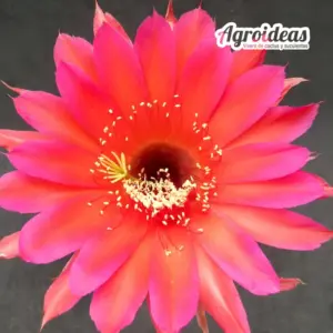 Echinopsis «Son Goku»