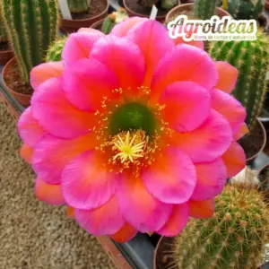 Trichocereus cv. "Pfiffikus"