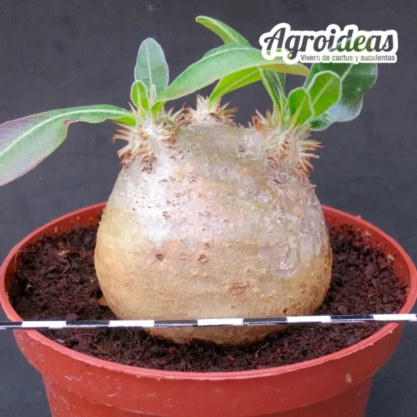 Pachypodium eburneum (Gran ejemplar)