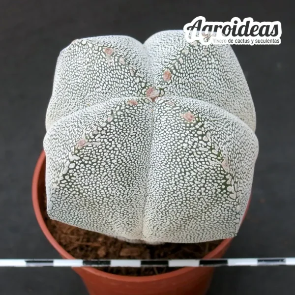 Astrophytum onzuka "Quadricostatum" MØ- 11cm - Imagen 2