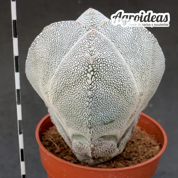 Astrophytum onzuka "Quadricostatum" MØ- 11cm