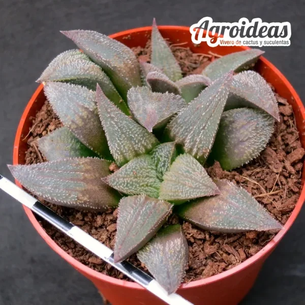 Haworthia pygmaea "Pink beauty" - Imagen 2