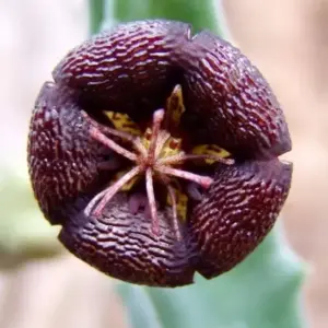 Tromotriche engleriana