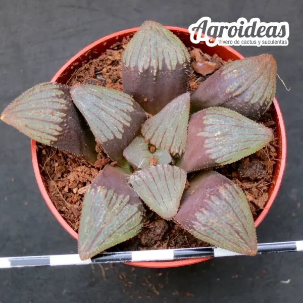Haworthia X springbokvlakensis