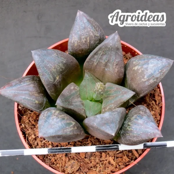 Haworthia X chocolate