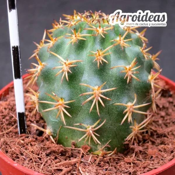Pygmaeocereus bieblii var. kuehhasii