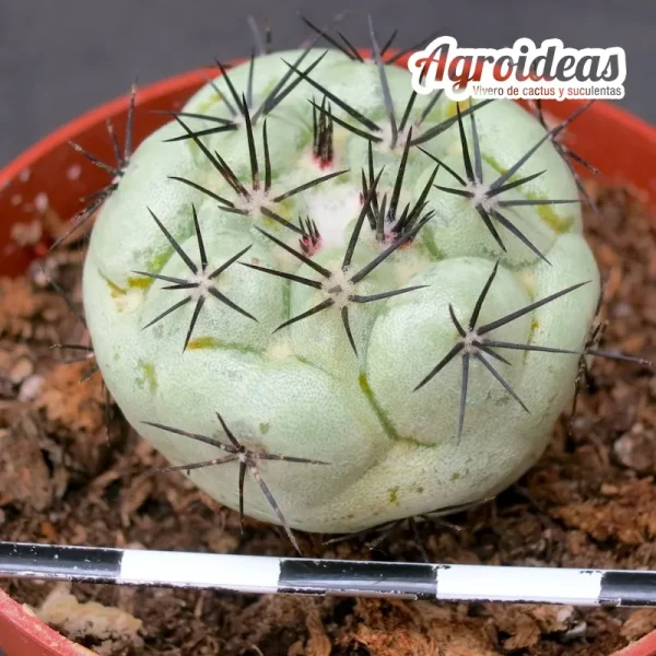 Ortegocactus macdougallii