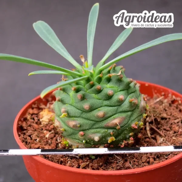 Euphorbia japonica