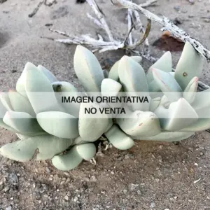 Juttadinteria albata