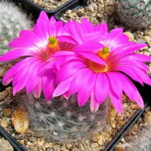 Krainzia guelzowiana