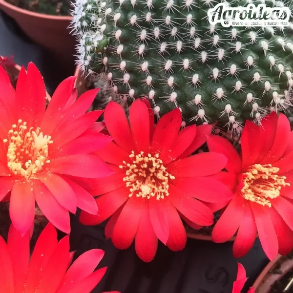 Rebutia krainziana "flor roja"