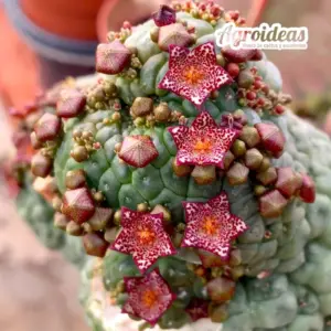 Larryleachia cactiforme