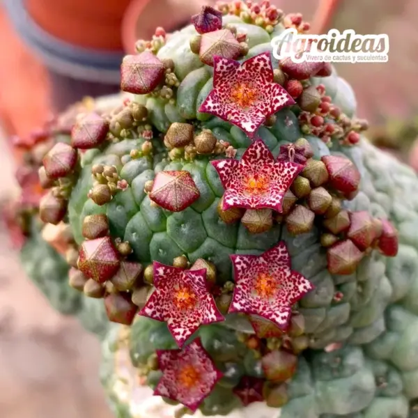 Larryleachia cactiforme