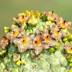 Larryleachia marlothii