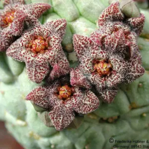 Larryleachia perlata