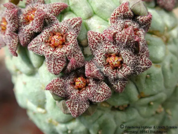 Larryleachia perlata