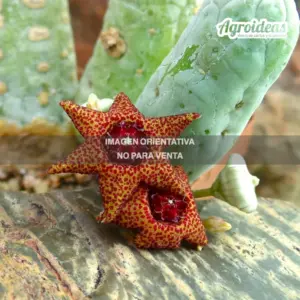 Lavrania haagnerae