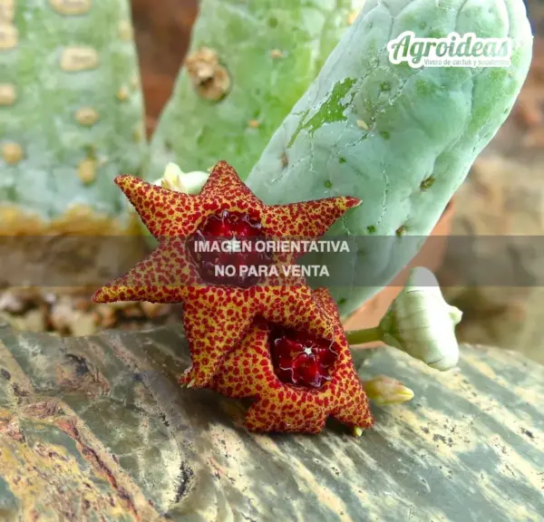 Lavrania haagnerae