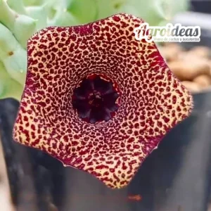 Lavrania haagnerae x huernia whitesloaneana