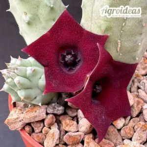 Lavrania haagnerae x huernia whitesloaneana "Clon 2"