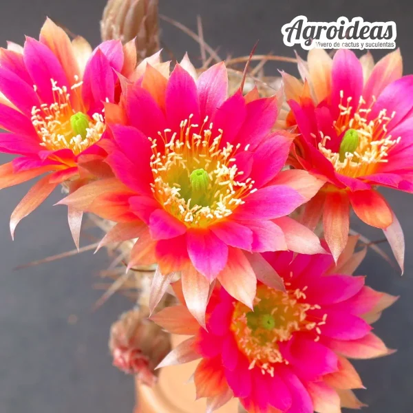 Lobivia "Golden sunset"