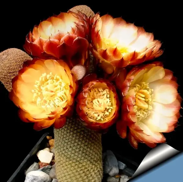 Lobivia bonnieae