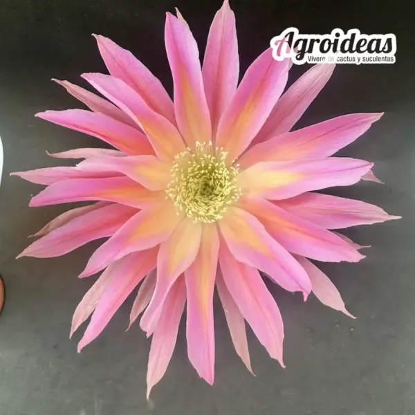 Lobivia cv. "Champolion" Ex. Agroideas