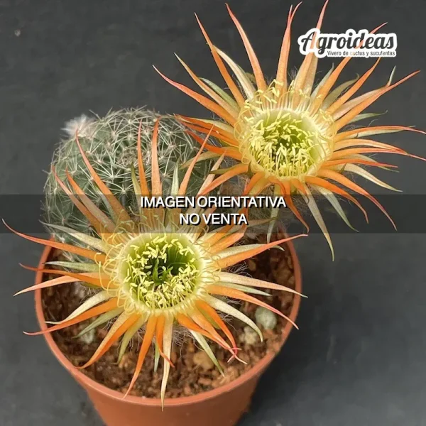 Lobivia "Shinshowa"
