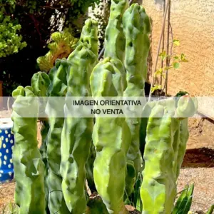 Lophocereus schottii f. mieckleyanus