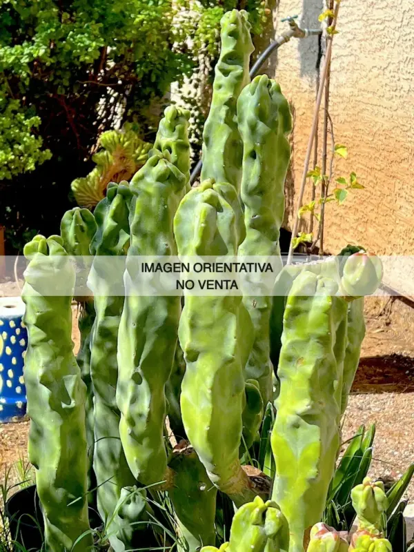 Lophocereus schottii f. mieckleyanus