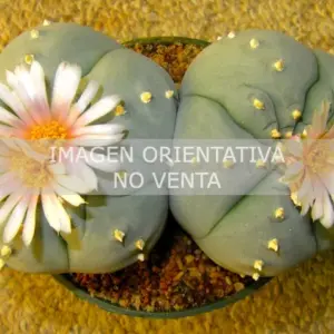 Lophophora pentagona