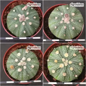 Astrophytum asterias "Lote x 4"