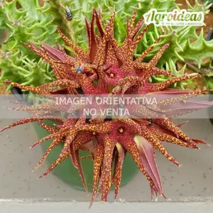 Orbea lutea ssp. vaga