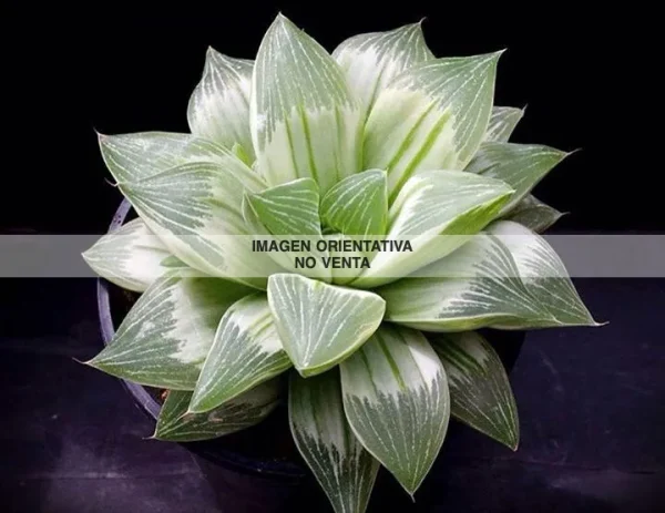 Haworthia "Milky way" Variegata MØ-8,5 cm - Imagen 2