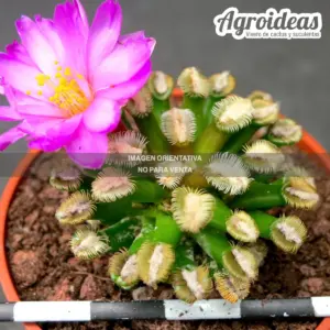 Mammillaria bertholdii