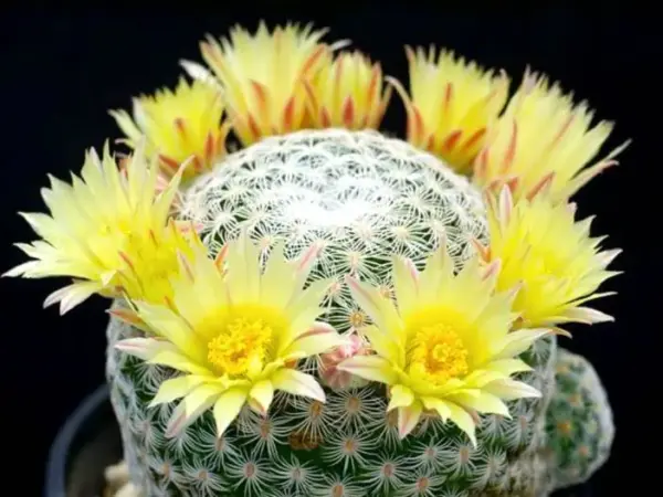 Mammillaria solisioides