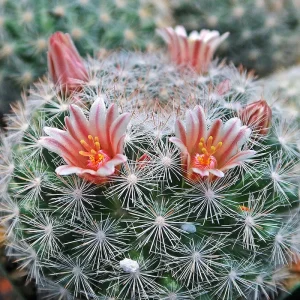 Mammillaria candida