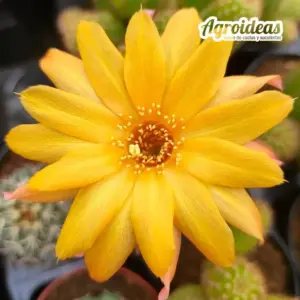 Mediolobivia radians