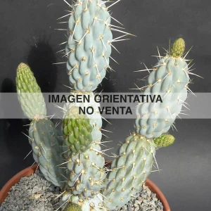 Miqueliopuntia miquelii