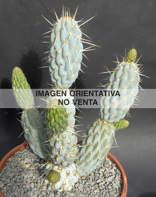 Miqueliopuntia miquelii