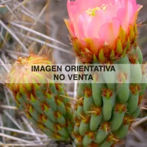 Miqueliopuntia miquelii