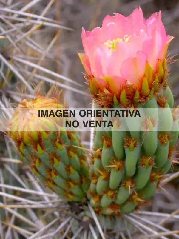Miqueliopuntia miquelii