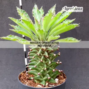 Monadenium schubei 'Tanzania Red'