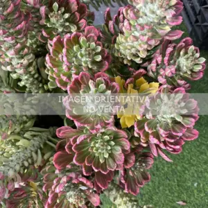 Monadenium stapelioides "f. variegata"