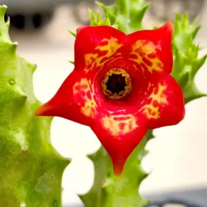 Monolluernia "Suriya"