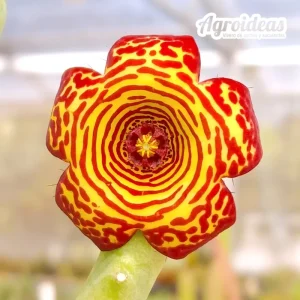 Caralluma socotrana x Frerea indica