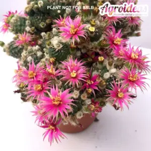 Lobivia cv. Nilo