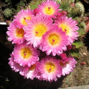 Notocactus herteri